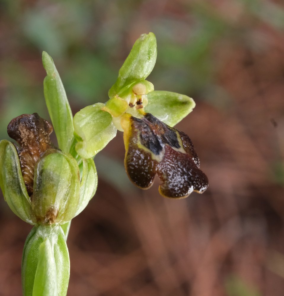 Orchidee di Marzo - Dalla Grecia con passione